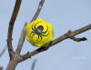 Black Widow in Tree